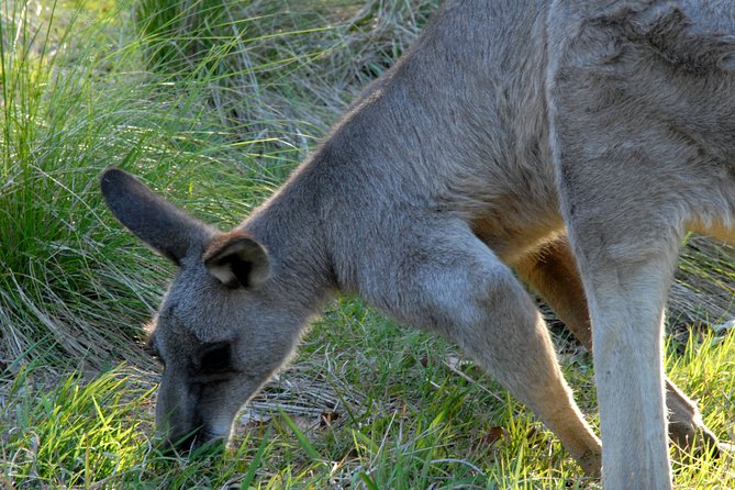 Walking With Wild Kangaroos Private Half-Day Trip From Sydney - Booking Information