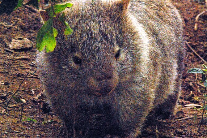 Walking With Wild Wombats Private Day Trip From Sydney - Common questions