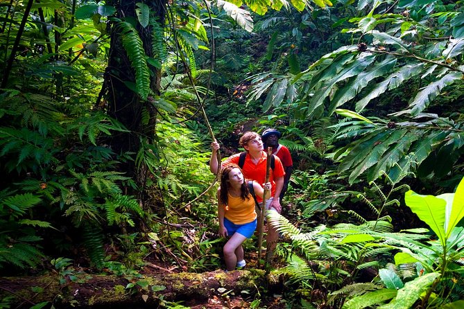 Waterfall Hike, Rainforest, Chocolate Tour, Historical, Private - Additional Details and Policies