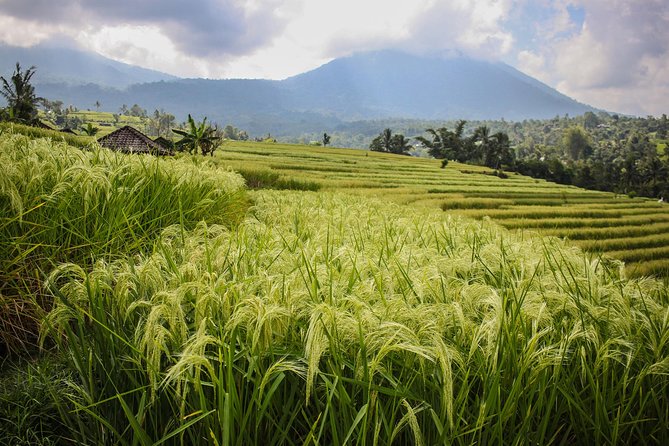 West Bali Tour: Taman Ayun, Ulun Danu Beratan, Jatiluwih Rice Terrace, Tanah Lot - Reviews