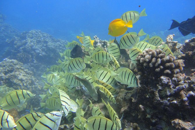 West Maui Snorkeling Experience by Boat From Kaanapali - Customer Reviews