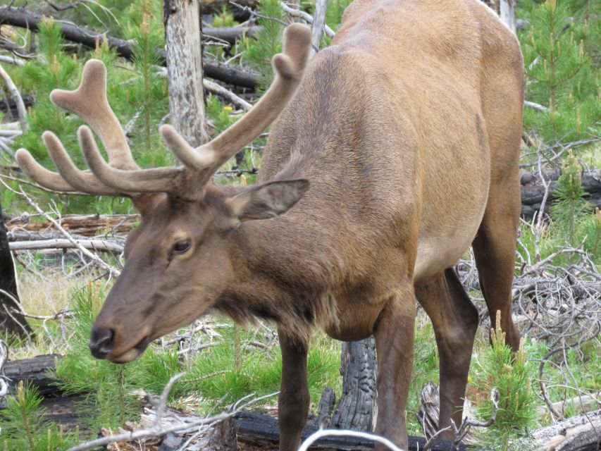 West Yellowstone: Yellowstone Day Tour Including Entry Fee - Hotel Pickup Schedule