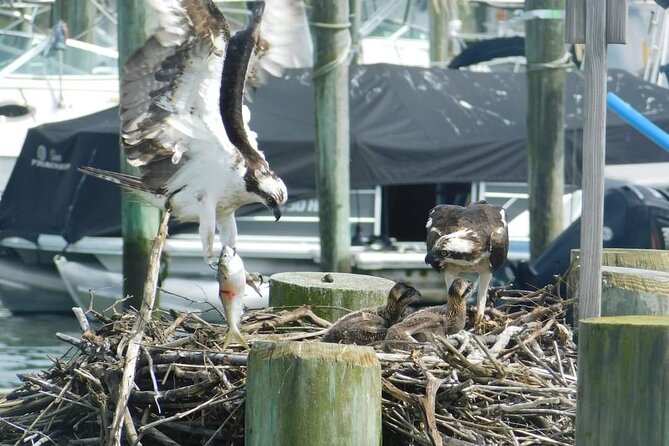 Wetlands Safari Cruise (Birding By Boat) - Customer Reviews and Testimonials