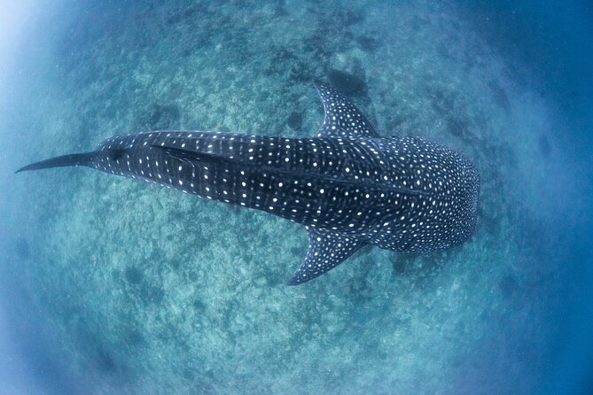 Whale Shark Adventure Tour - Cancellation Policy