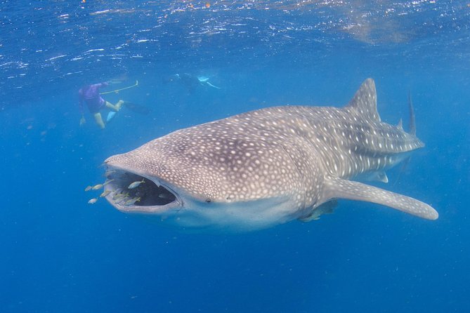 Whale Shark Safari - Additional Information