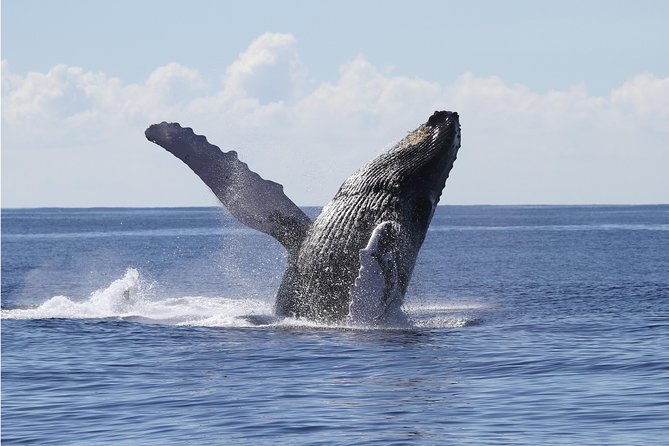 Whale Watch Cruise Aboard the Majestic by Atlantis Cruises - Customer Reviews and Feedback