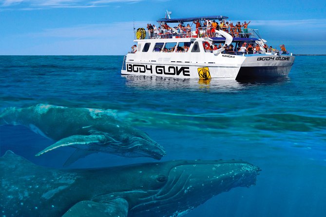 Whale Watch Excursion From the Big Island - Customer Feedback