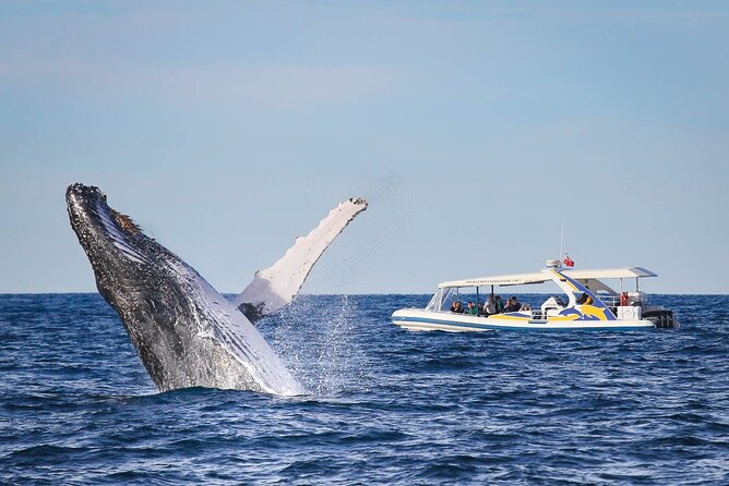 Whale Watching 2 Hour Adventure Cruise - Booking and Confirmation Process