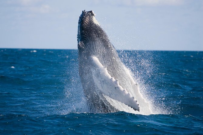 Whale-Watching and Orange County Beaches Tour From Anaheim - Tour Experience and Highlights