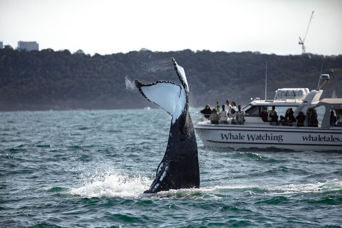 Whale Watching Boat Trip in Sydney - Meeting Point Details