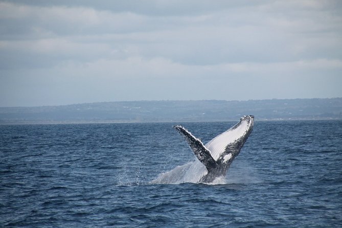 Whale Watching Busselton - Pricing and Inclusions