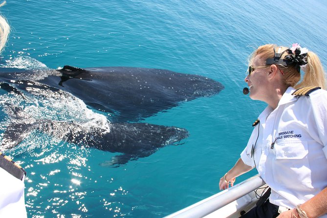 Whale Watching Cruise From Redcliffe, Brisbane or the Sunshine Coast - Whale Watching Experience