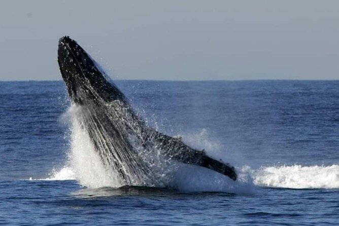 Whale Watching Cruise in New South Wales - Additional Information and Accessibility