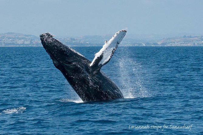 Whale Watching Excursion in Dana Point - Logistics