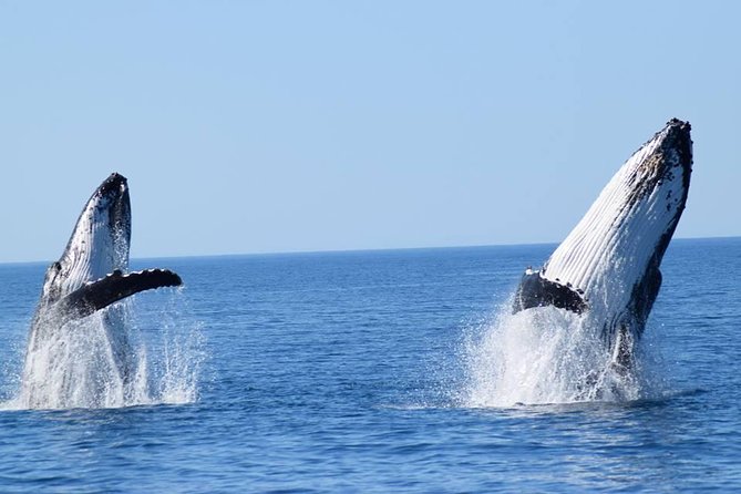 Whale Watching From Augusta in Western Australia - Additional Information