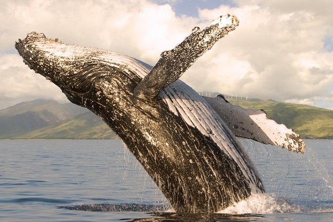 Whale Watching From Maalaea Harbor - Traveler Tips