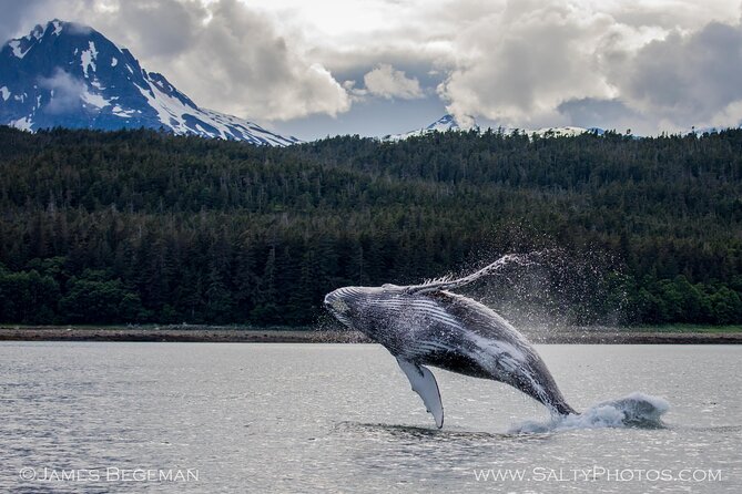 Whale-Watching, Icy Point, Hoonah , Whales, Orca, Killer-Whales. - Wildlife Encounters