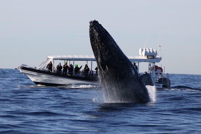 Whale Watching on Speed Boat With Canopy From Sydney Harbour - Cancellation Policy