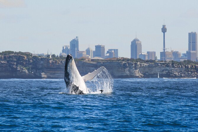Whale Watching Sydney 2-Hour Express Cruise - Meeting Point and Logistics