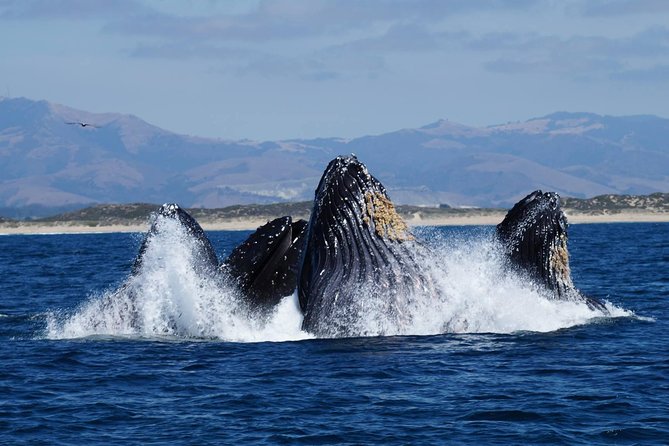 Whale Watching Tour - Additional Information