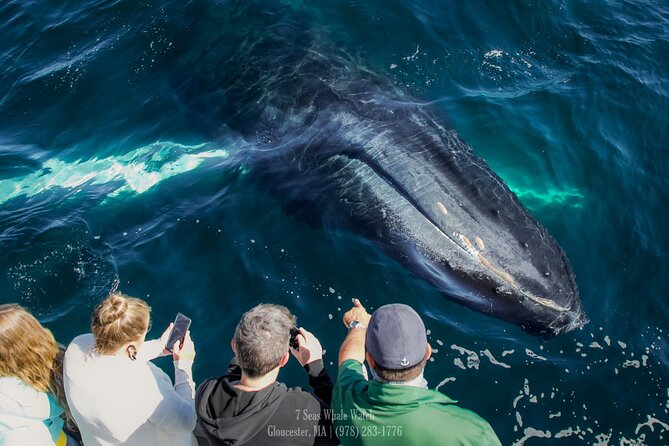 Whale Watching Trips to Stellwagen Bank Marine Sanctuary. Guaranteed Sightings! - What to Expect on the Trip