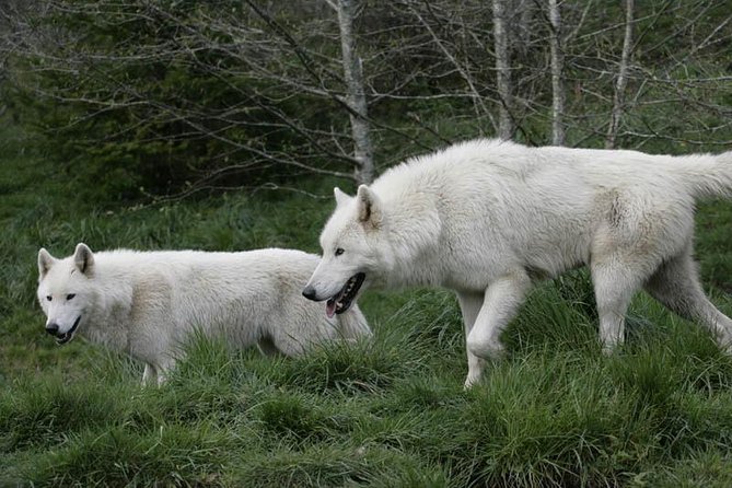 White Wolf Sanctuary Tour  - Oregon - Sanctuary Experience