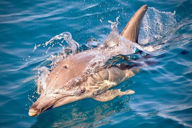 Wild Dolphin Swim Cruise - Traveler Reviews