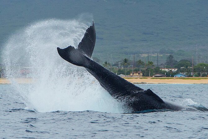 Wild Dolphin Watching and Snorkel Safari off West Coast of Oahu - Inclusions and Services