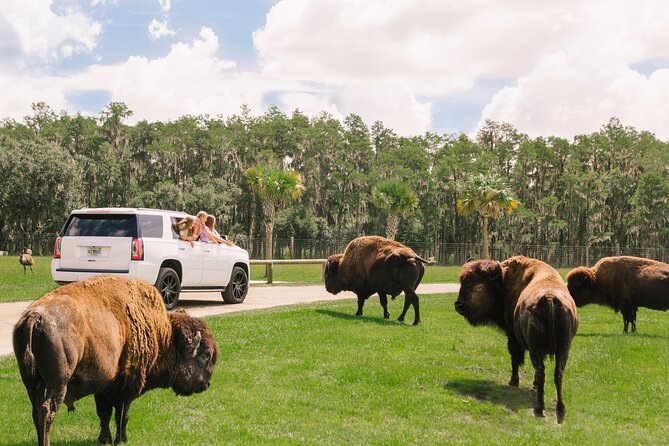 Wild Florida Drive-Thru Safari and Gator Park Admission - Customer Feedback and Reviews