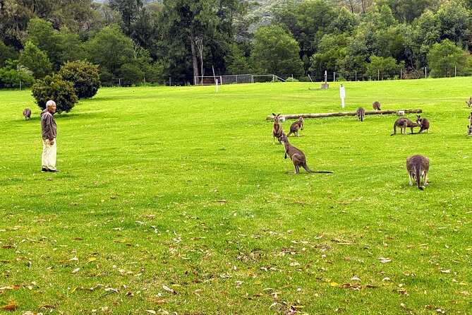 Wild Wombat and Kangaroo Day Tour From Sydney - Cancellation Policy