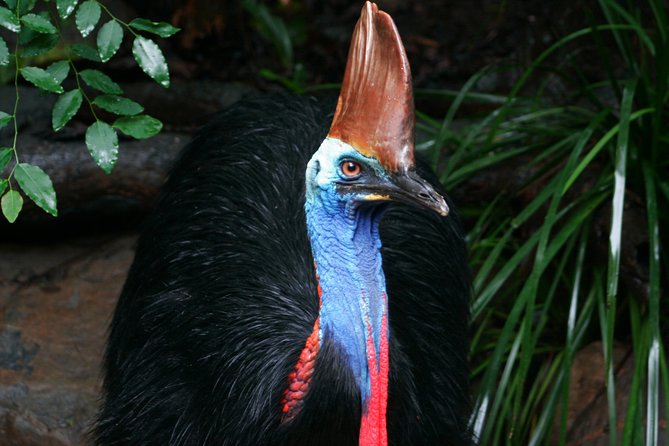 Wildlife Habitat Port Douglas - Australian Native Wildlife Encounters