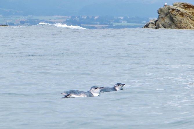 Wildlife Sea Kayaking Tour - Kaikoura - Logistics and Meeting Point