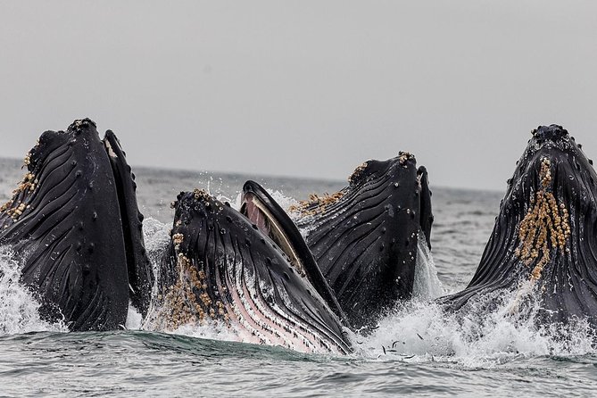 Wildlife Viewing Sightseeing and Whale Watching Quest - Inclusions and Recommendations for Participants