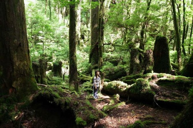Yakusugi Cedar Forest Walking Tour on Yakushima Island - Pricing and Booking Information
