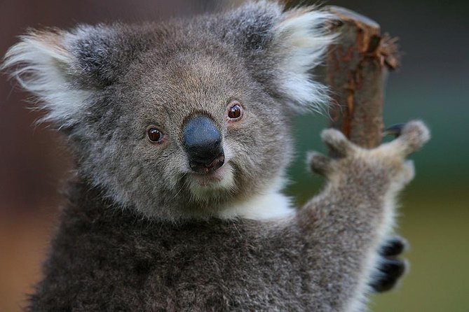 Yarra Valley Wildlife & Wine Day Tour From Melbourne With Healesville Sanctuary - Scenic Yarra Valley Drive