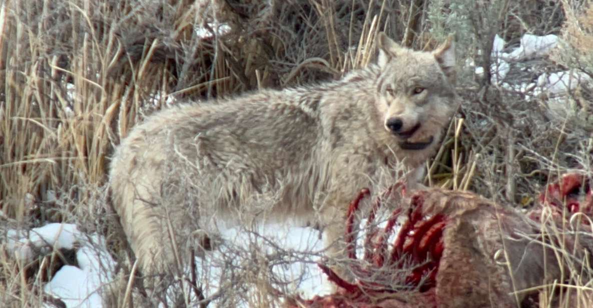 Yellowstone: Full-Day Private Guided Tour by Car With Lunch - Itinerary Highlights