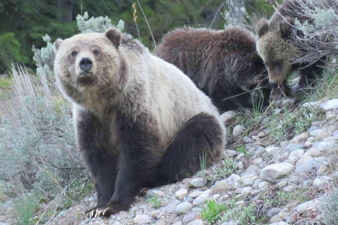 Yellowstone National Park - Full-Day Lower Loop Tour From Jackson - Experience Highlights