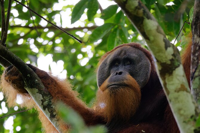 3-Day Indonesia Tour: Bukit Lawang, Gunung Leuser Park  - Medan - Key Points