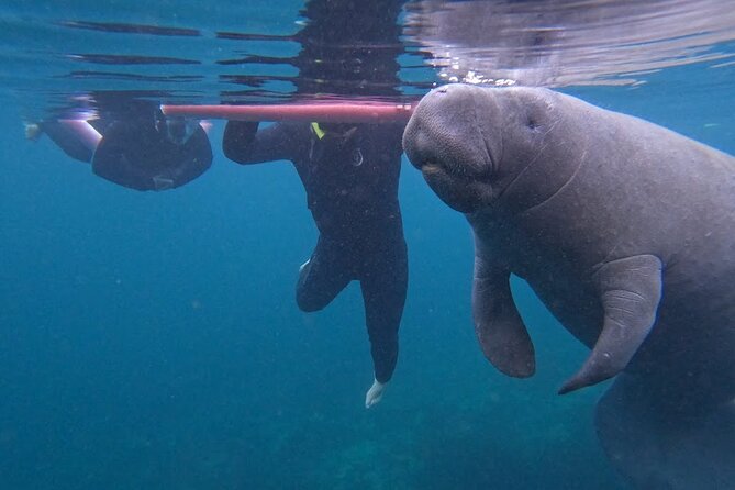3 Hour Small Group All Inclusive Manatee Swim With Free Photo Package ! - Key Points