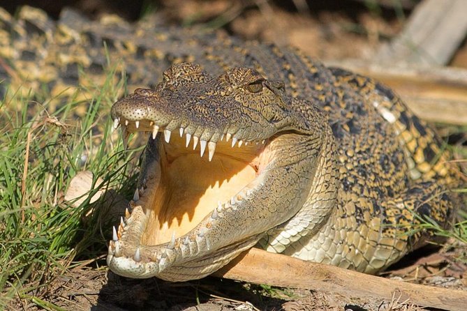 1 Day Corroboree Billabong Wetland Experience Including 2.5 Hour Cruise Lunch - Tour Highlights and Experiences