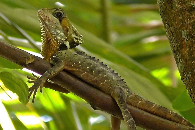 1-Hour Daintree River Wildlife Cruise - Customer Testimonials