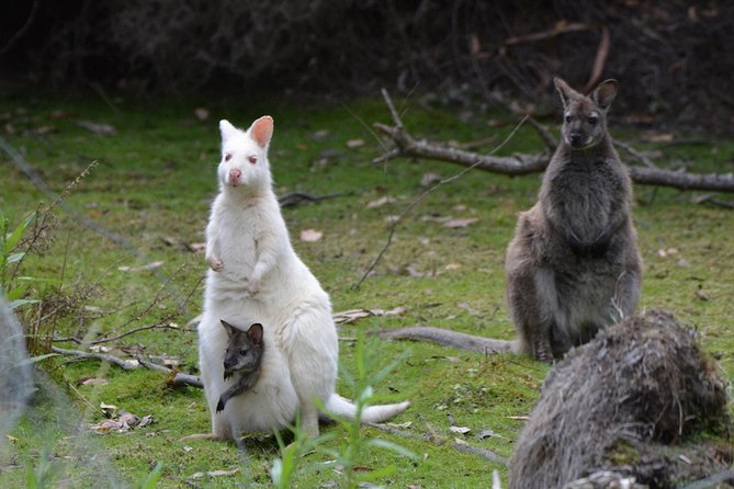 2 Day Bruny Island & Port Arthur Tour From Hobart - Optional Activities