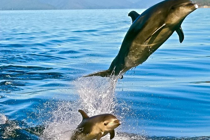 2 Hour Dolphin Viewing Eco-Tour From Picton - Reviews Summary