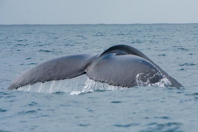 2-Hour Guided Whale Watching Tour at Noosa - Enhanced Viewing Equipment