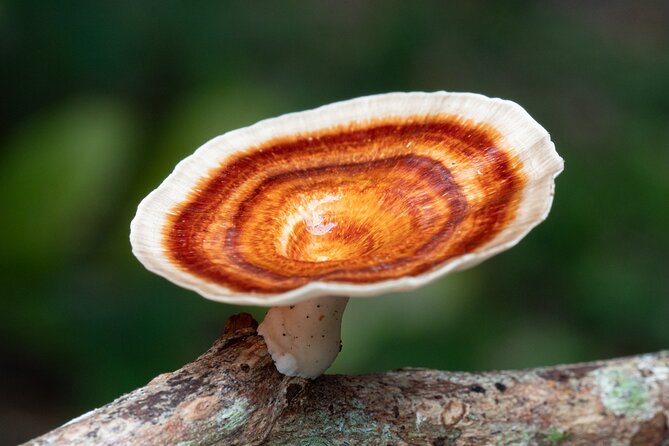 2-Hour Mushroom Photography Activity in Cairns Botanic Gardens - Booking and Cancellation