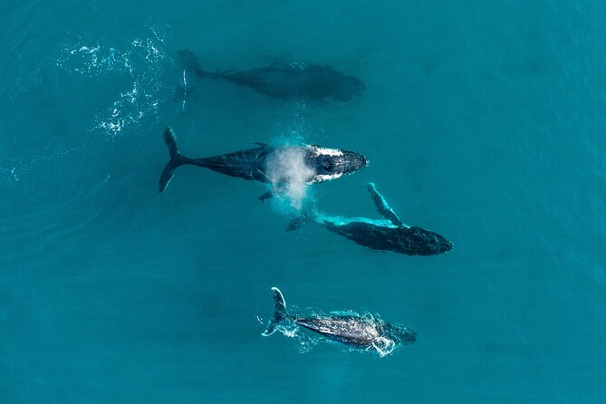 2 Hour Whale Watching Experience Departing Hillarys Boat Harbour - Reviews and Feedback