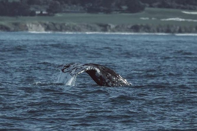 3-Hour Monterey Bay Winter Whale-Watching Tour - Customer Experiences and Reviews