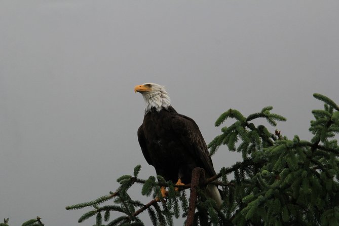 3 Hour Rainforest Walk and Totem Park - Important Details and Recommendations