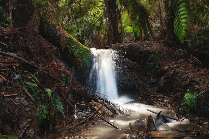 3 Hour Rainforest Walking Tour in Badger Creek - Common questions