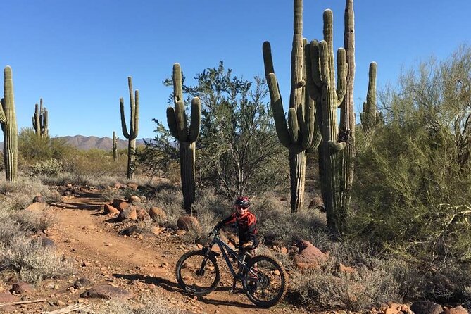 3 Hour Sonoran Desert Private Guided Mountain Bike Tour - Booking Information and Pricing